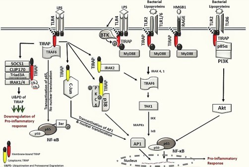 TIRAP-Mediated Signaling Pathways in Chronic Inflammation